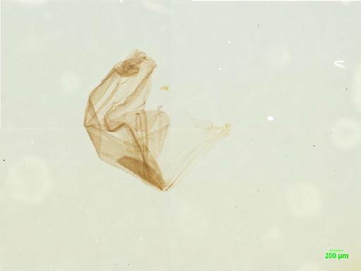 Tachyporinae MacLeay, W. S., 1825 - 010188801___2