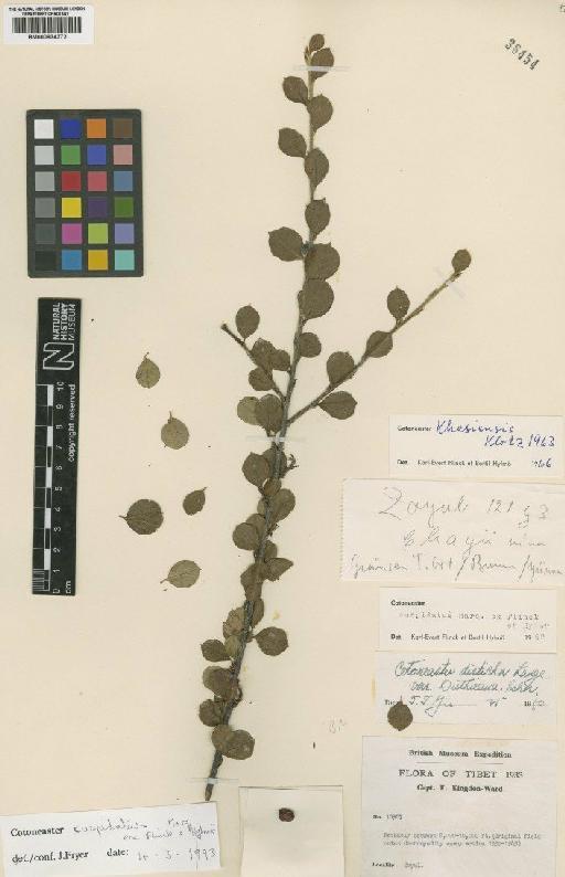 Cotoneaster cuspidatus C.Marquand ex J.Fryer & B.Hylmö - BM000834372