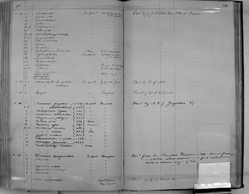 Symphurus holothuriae Chabanaud, 1948 - Zoology Accessions Register: Reptiles & Fishes: 1878 - 1892: page 396