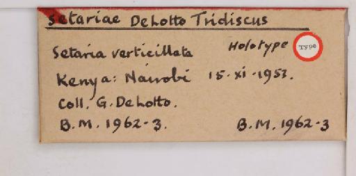 Chorizococcus setariae De Lotto, 1964 - 010715020_additional