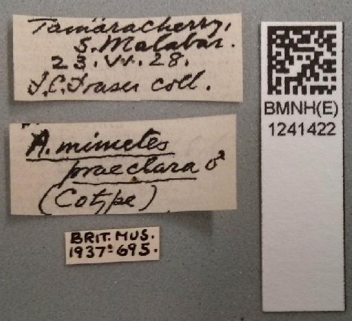 Archibasis mimetes praeclara Fraser, 1933 - BMNHE_1241422-Archibasis_praeclarum-possible_cotype-labels