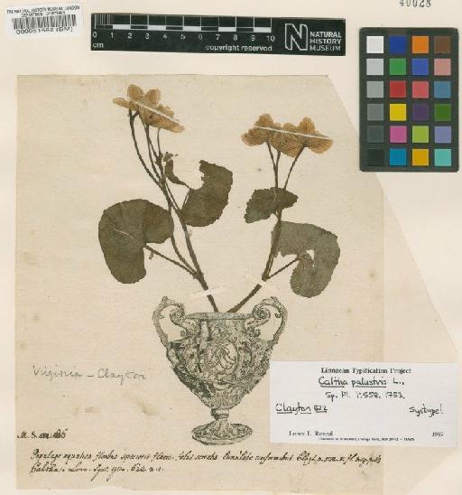 Caltha palustris L. - BM000051592