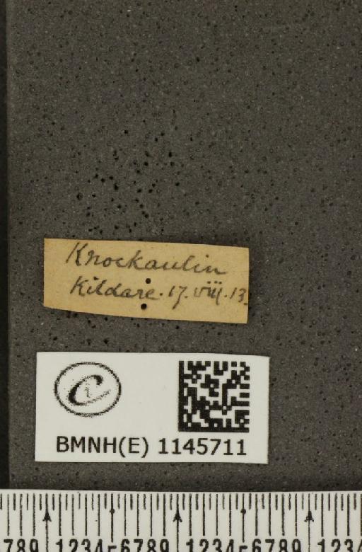 Pieris napi britannica Müller & Kautz, 1939 - BMNHE_1145711_label_100078