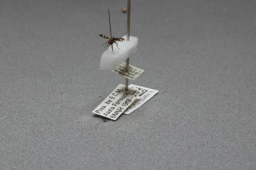 Herina frondescentiae (Linnaeus, 1758) - 015046478_additional_3