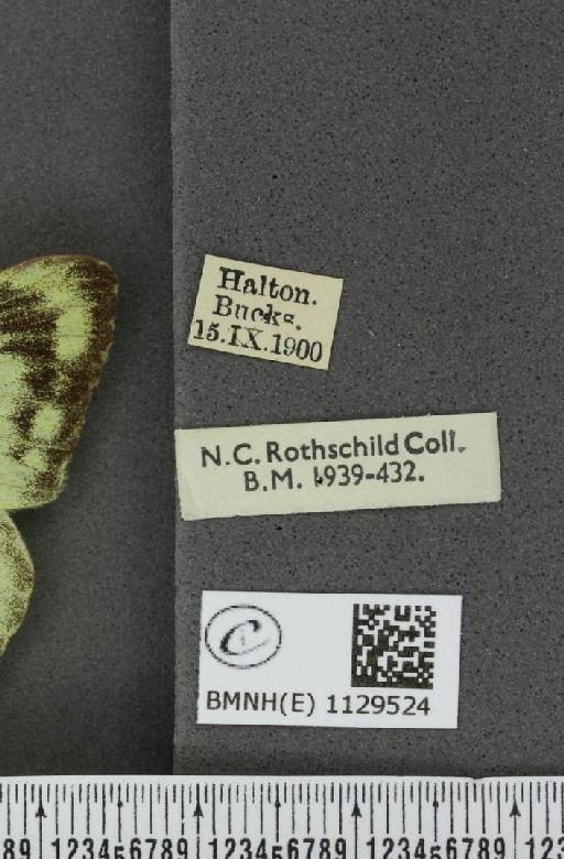 Colias hyale ab. flavoradiata Osthelder, 1925 - BMNHE_1129524_label_87222