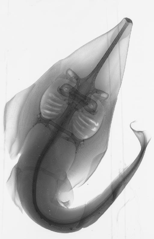 Rhinobatos granulatus Cuvier, 1829 - BMNH 2012.2.8.54, Rhinobatos granulatus, radiograph