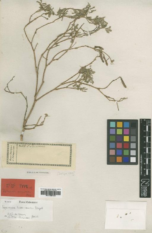 Tephrosia luzoniensis Vogel - BM000997300