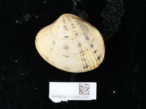 Ruditapes philippinarum subterclass Euheterodonta (A. Adams & Reeve, 1850) - 014562540_2