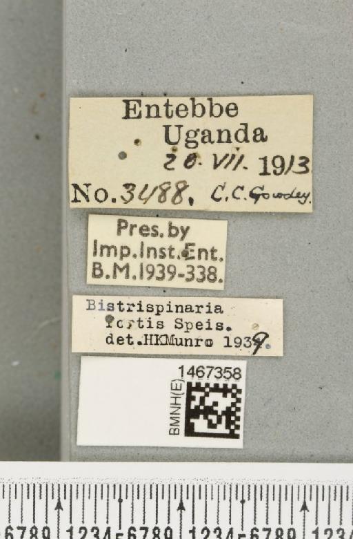 Bistrispinaria fortis (Speiser, 1913) - BMNHE_1467358_label_27742