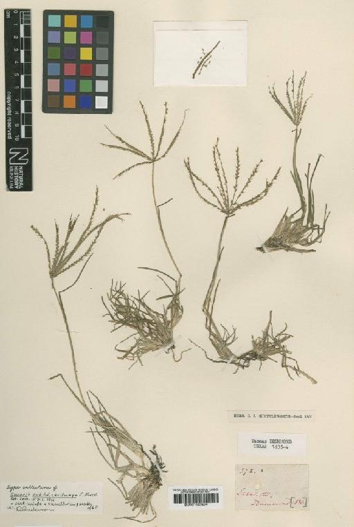 Chloris cucullata Bisch. × C. verticillata Nutt. - BM001042426