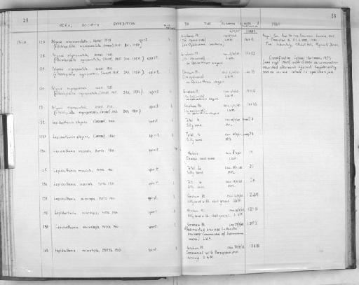 Lepidasthenia maculata Potts, 1910 - Zoology Accessions Register: Polychaeta: 1967 - 1989: page 38