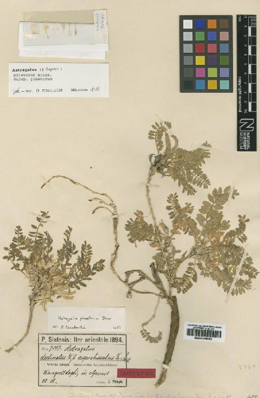 Astragalus pinetorum Boiss. - BM000885186