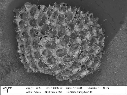 Tegella cassidata (O'Donoghue & O'Donoghue, 1923) - Tegella_cassidata_msj05551