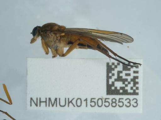 Rhagio tringarius (Linnaeus, 1758) - 015058533_2