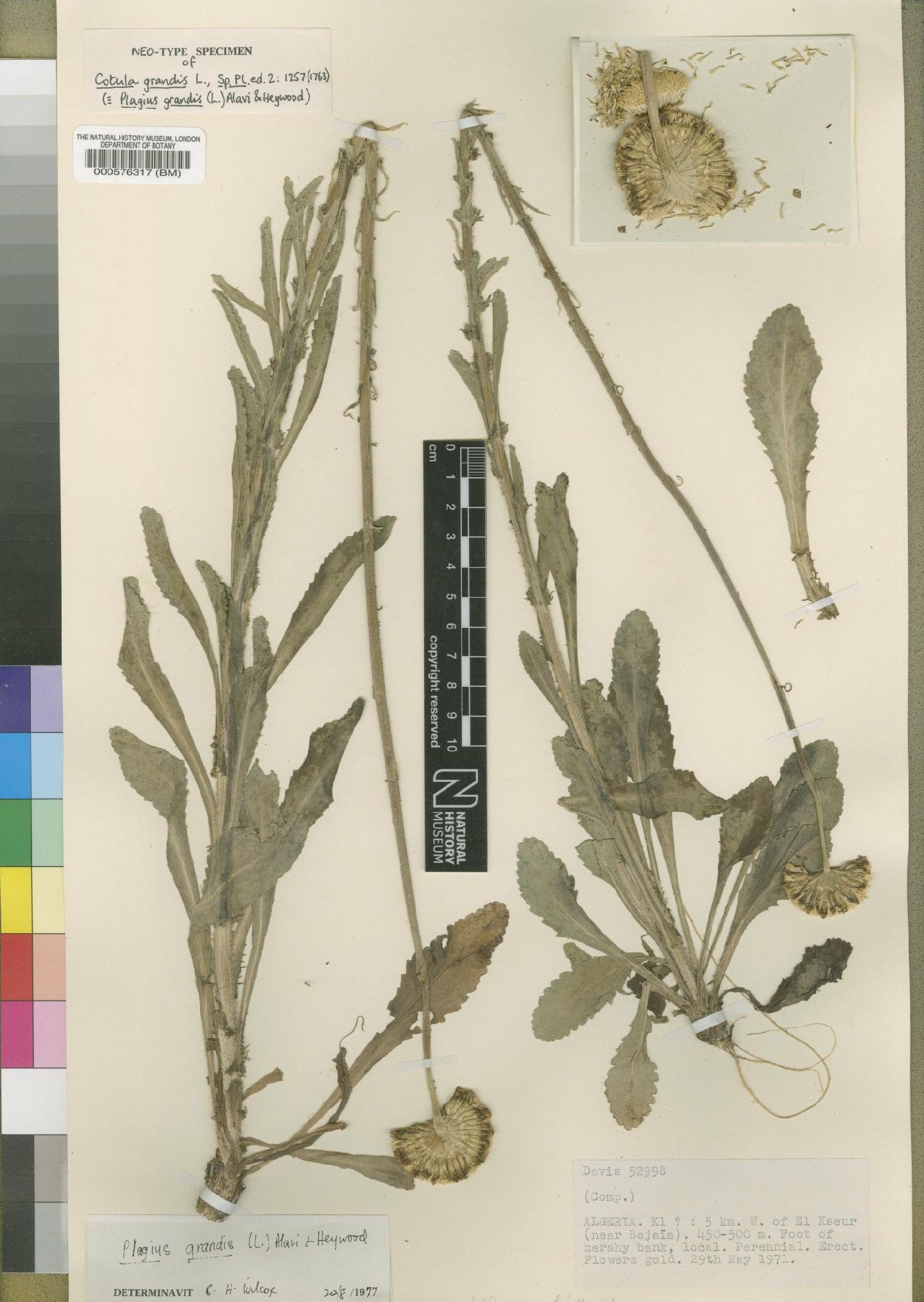 To NHMUK collection (Plagius grandis (L.) Alavi & Heywood; Neotype; NHMUK:ecatalogue:4529496)