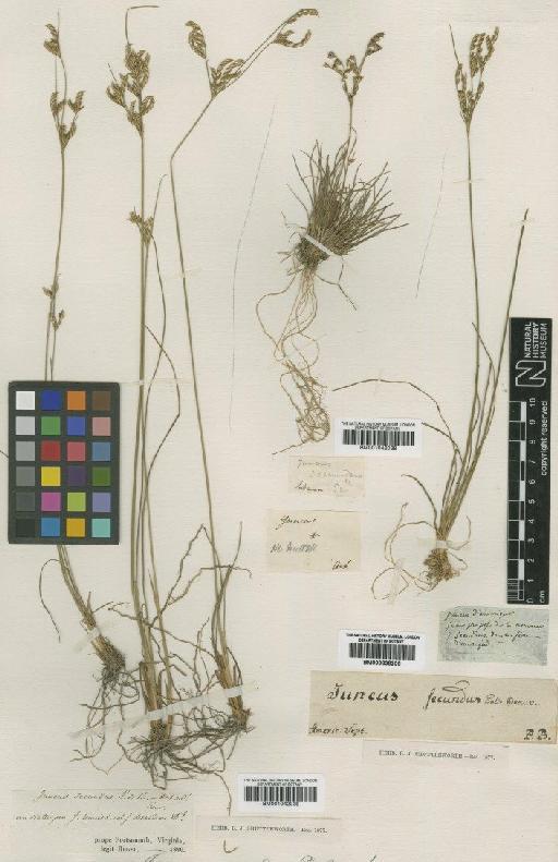 Juncus secundus P.Beauv. ex Poir. - BM001042038