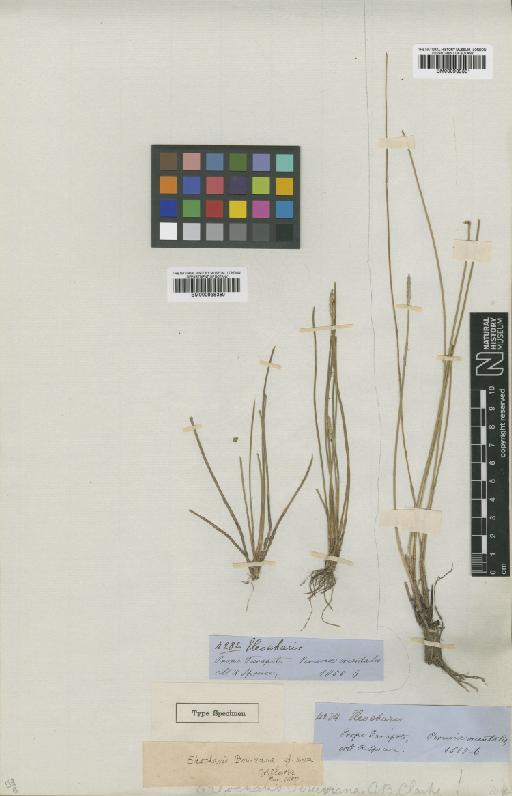 Eleocharis peruviana C.B.Clarke - BM000938361