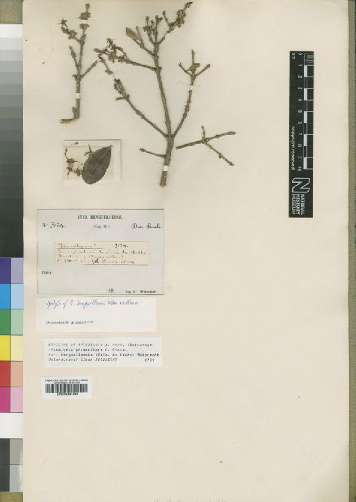 Tricalysia griseiflora var. benguellensis Robbr - BM000931399