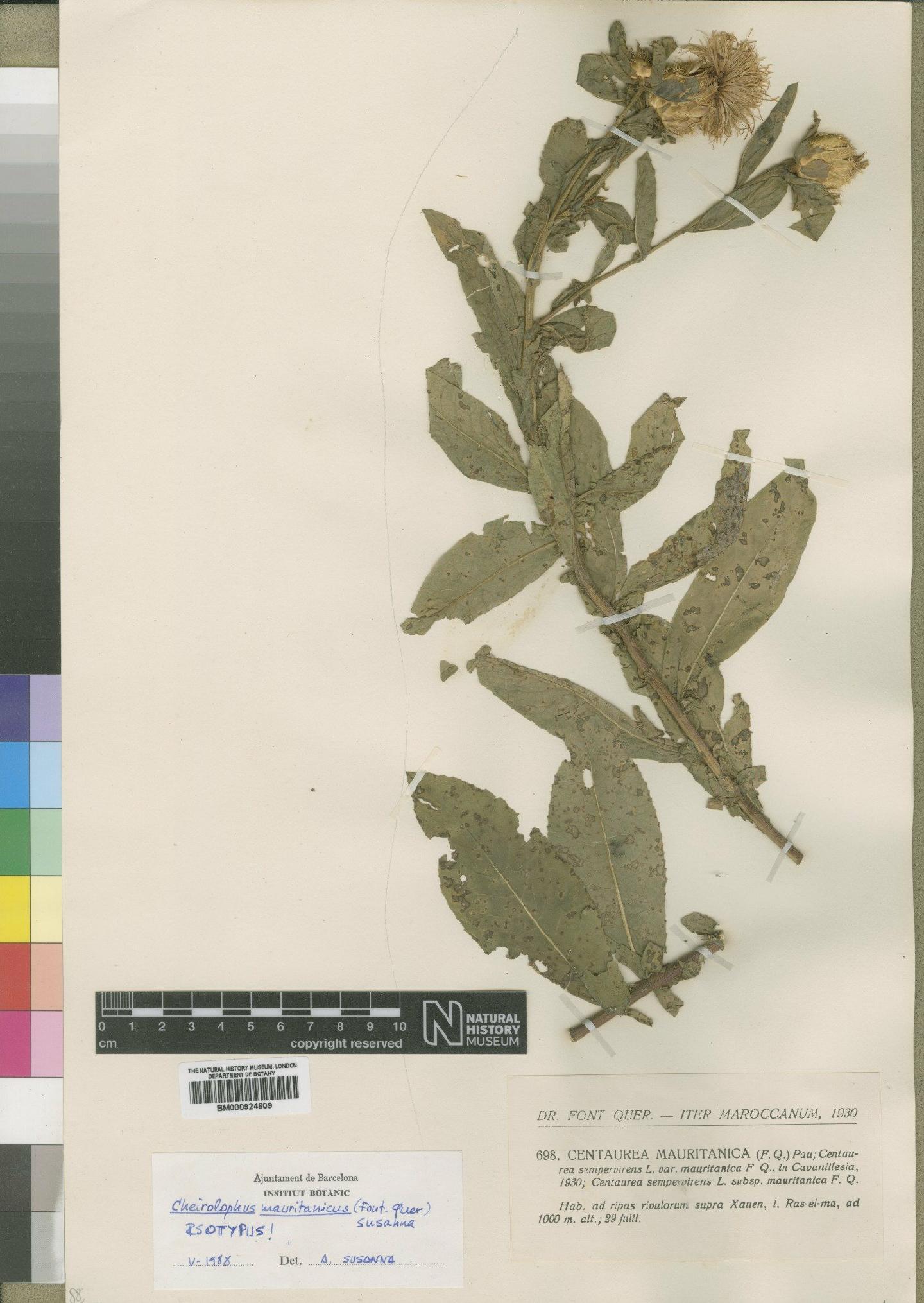 To NHMUK collection (Centaurea sempervirens var. mauritanica Font Quer; Isotype; NHMUK:ecatalogue:4553554)