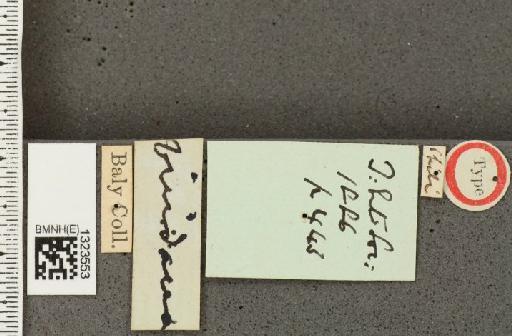 Diabrotica viridana Baly, 1886 - BMNHE_1323553_a_label_20767