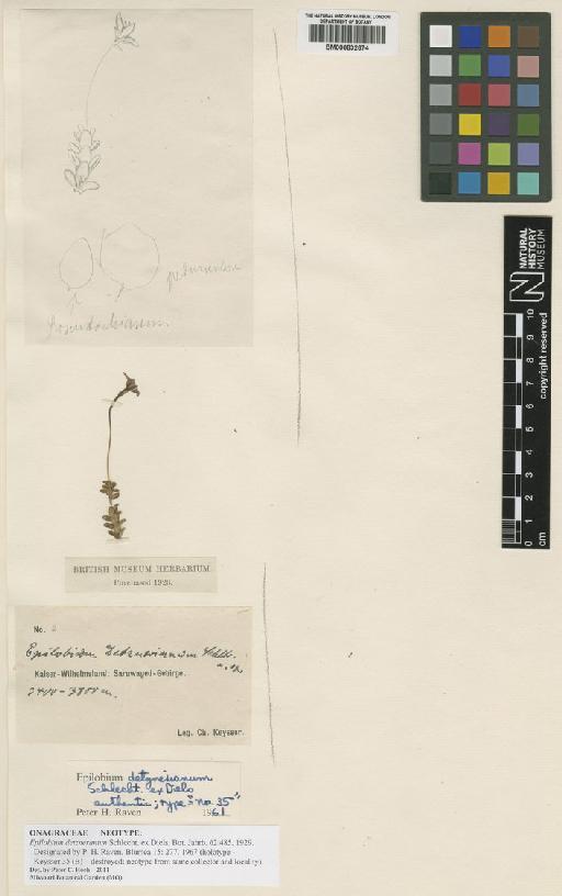 Epilobium detznerianum Schltr. ex Diels - BM000832674