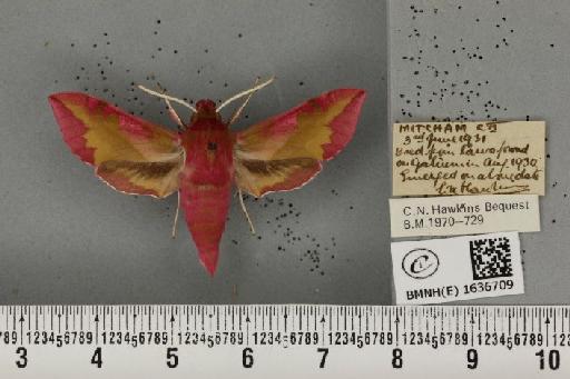 Deilephila porcellus (Linnaeus, 1758) - BMNHE_1636709_206791