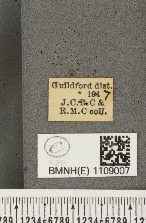 Euphydryas aurinia (Rottemburg, 1775) - BMNHE_1109007_label_50595