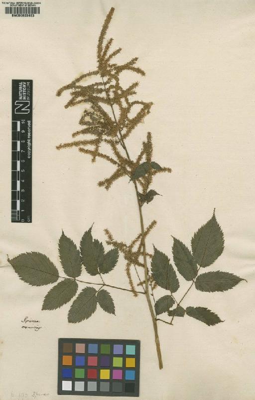 Spiraea L. - BM000628633