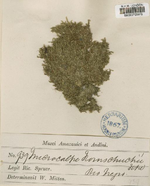 Trichosteleum ambiguum (Schwägr.) Paris - BM000723978