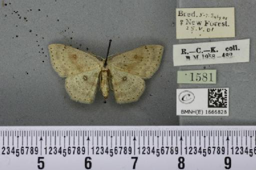 Cyclophora albipunctata ab. flavescens Prout, 1913 - BMNHE_1666828_274121