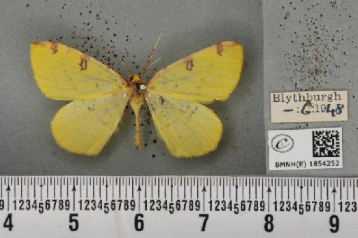Opisthograptis luteolata (Linnaeus, 1758) - BMNHE_1854252_428187