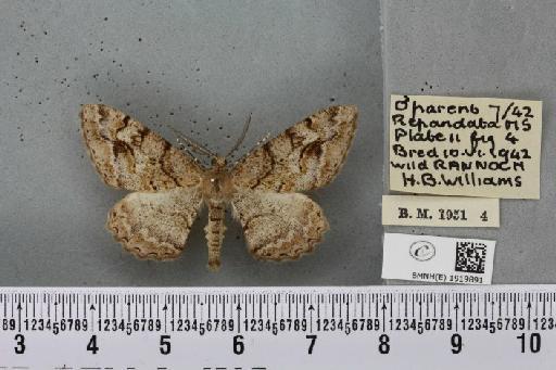 Alcis repandata muraria Curtis, 1826 - BMNHE_1919891_475766