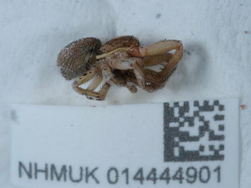 Xysticus cristatus (Clerck, 1757) - 014444901_2
