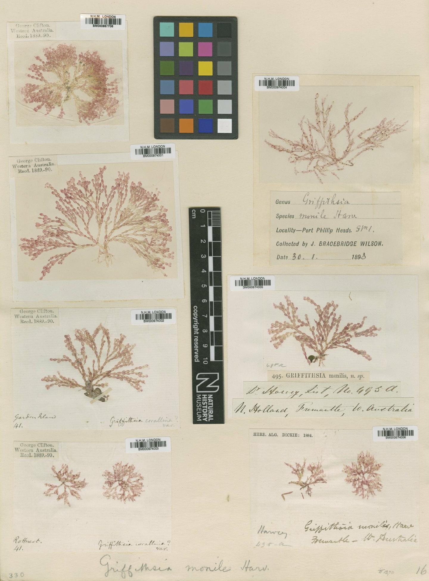 To NHMUK collection (Griffithsia monilis Harv.; TYPE; NHMUK:ecatalogue:707752)