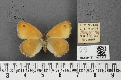 Coenonympha pamphilus ab. partimtransformis Leeds, 1950 - BMNHE_1065324_26657