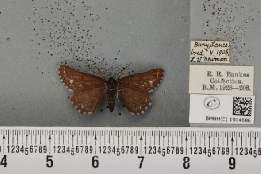 Ematurga atomaria ab. unicoloraria Staudinger, 1871 - BMNHE_1914686_487293