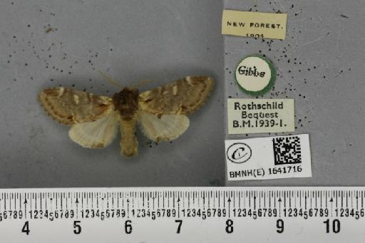 Notodonta dromedarius ab. dromedarulus Haworth, 1803 - BMNHE_1641716_244169