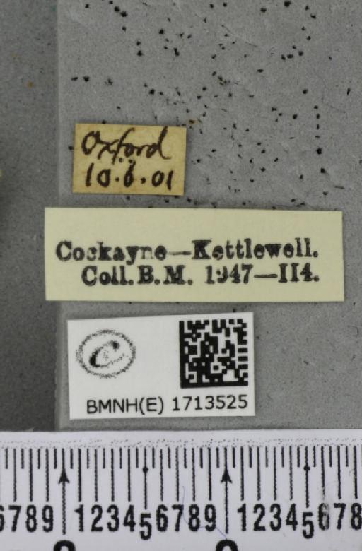 Cyclophora punctaria (Linnaeus, 1758) - BMNHE_1713525_label_276194