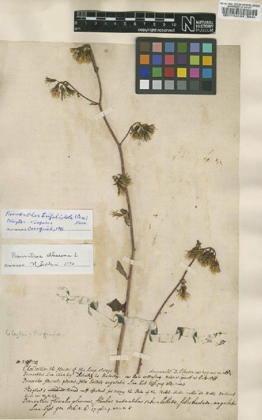 Prenanthes alba L. - BM000032584