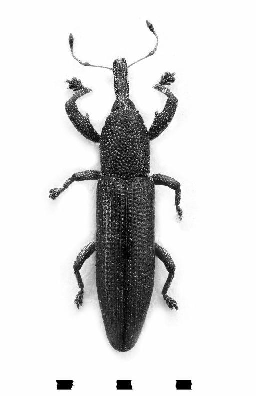 Phoenicobates vittatus Champion, 1914 - Phoenicobates vittatus-BMNH(E)1237659-dorsal mono