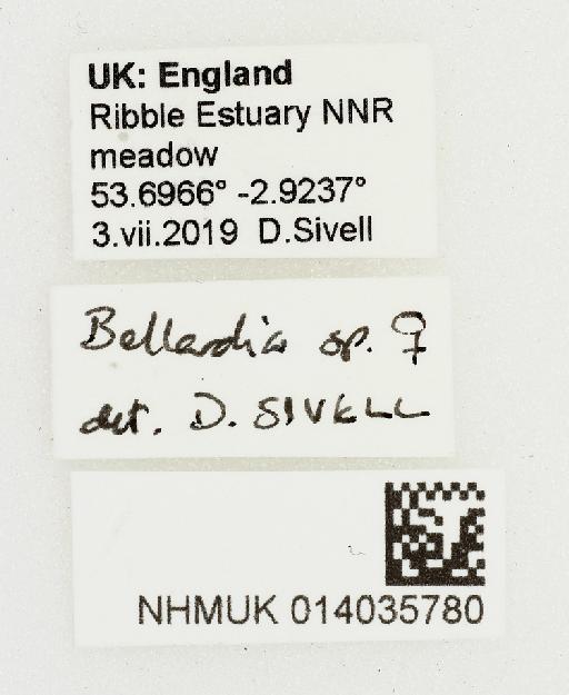 Bellardia Robineau-Desvoidy, 1863 - 014035780-Bellardia_sp-labels