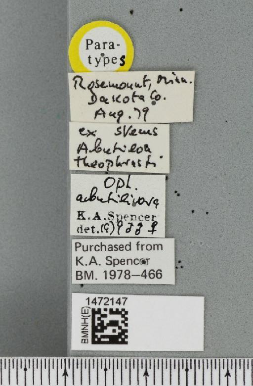 Ophiomyia abutilivora Spencer, 1986 - BMNHE_1472147_label_46950