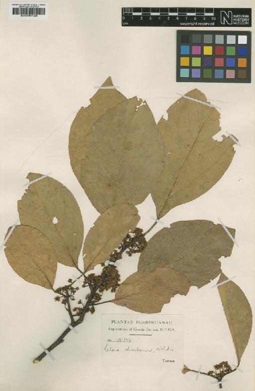 Litsea shweliensis W.W.Sm. - BM000951028