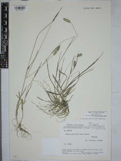 Setaria geniculata Roem. & Schult. - 012548921