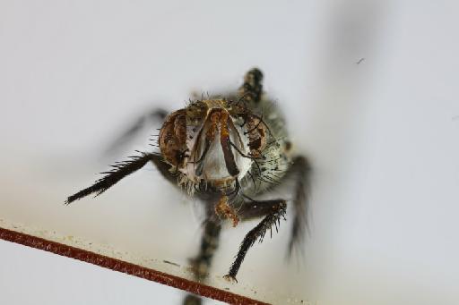 Tothillia asiatica (Tothill, 1918) - Tothillia asiatica LT frontal