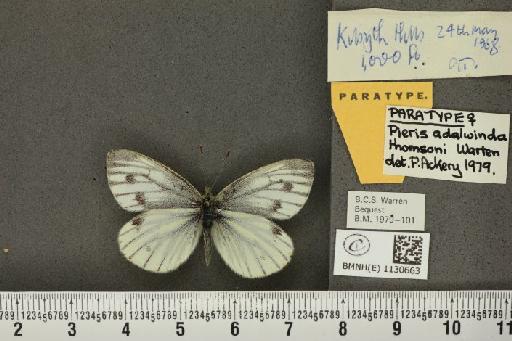 Pieris napi thomsoni Warren, 1968 - BMNHE_1130663_86044