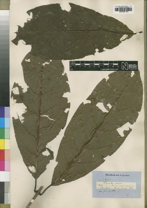 Clerodendrum silvanum f. botryodes (Hiern) R.Fern. - BM000931421