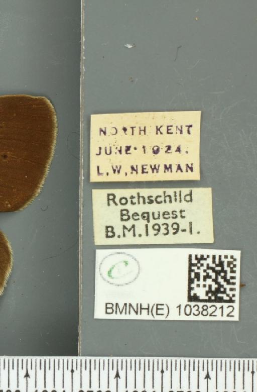 Aphantopus hyperantus ab. hyperantella Strand, 1919 - BMNHE_1038212_label_28342