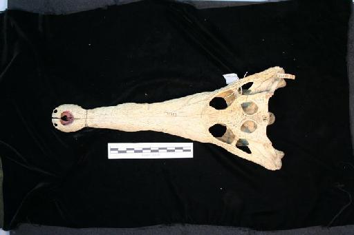 Crocodylus cataphractus - M_cataphractus_1950.1.1.25(cran1)