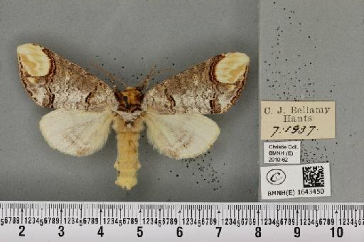 Phalera bucephala bucephala (Linnaeus, 1758) - BMNHE_1643450_249159